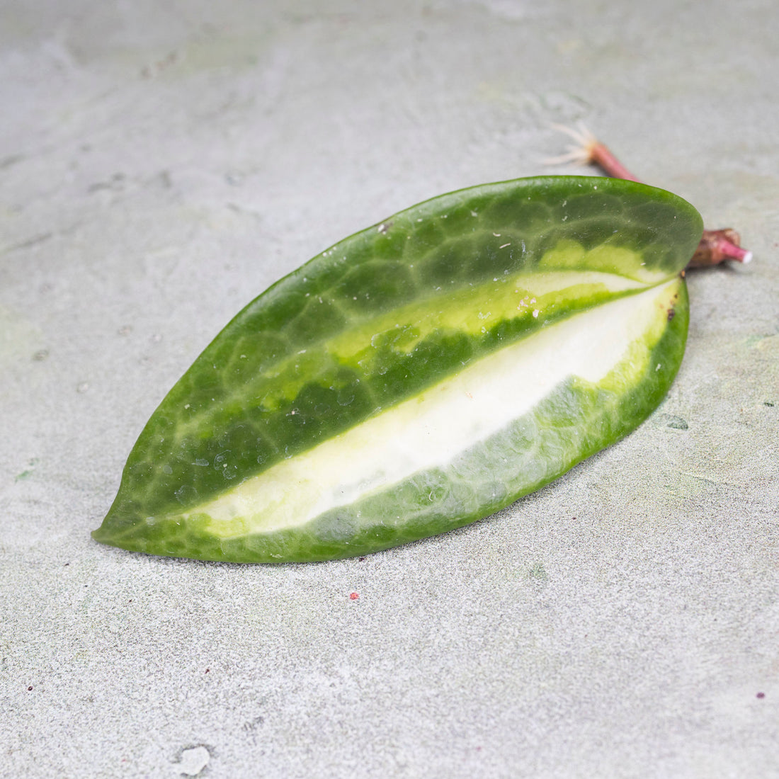 Hoya Latifolia Queensy