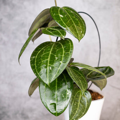 Hoya Latifolia Sarawak, a trellised green plant with leaves against a neutral background