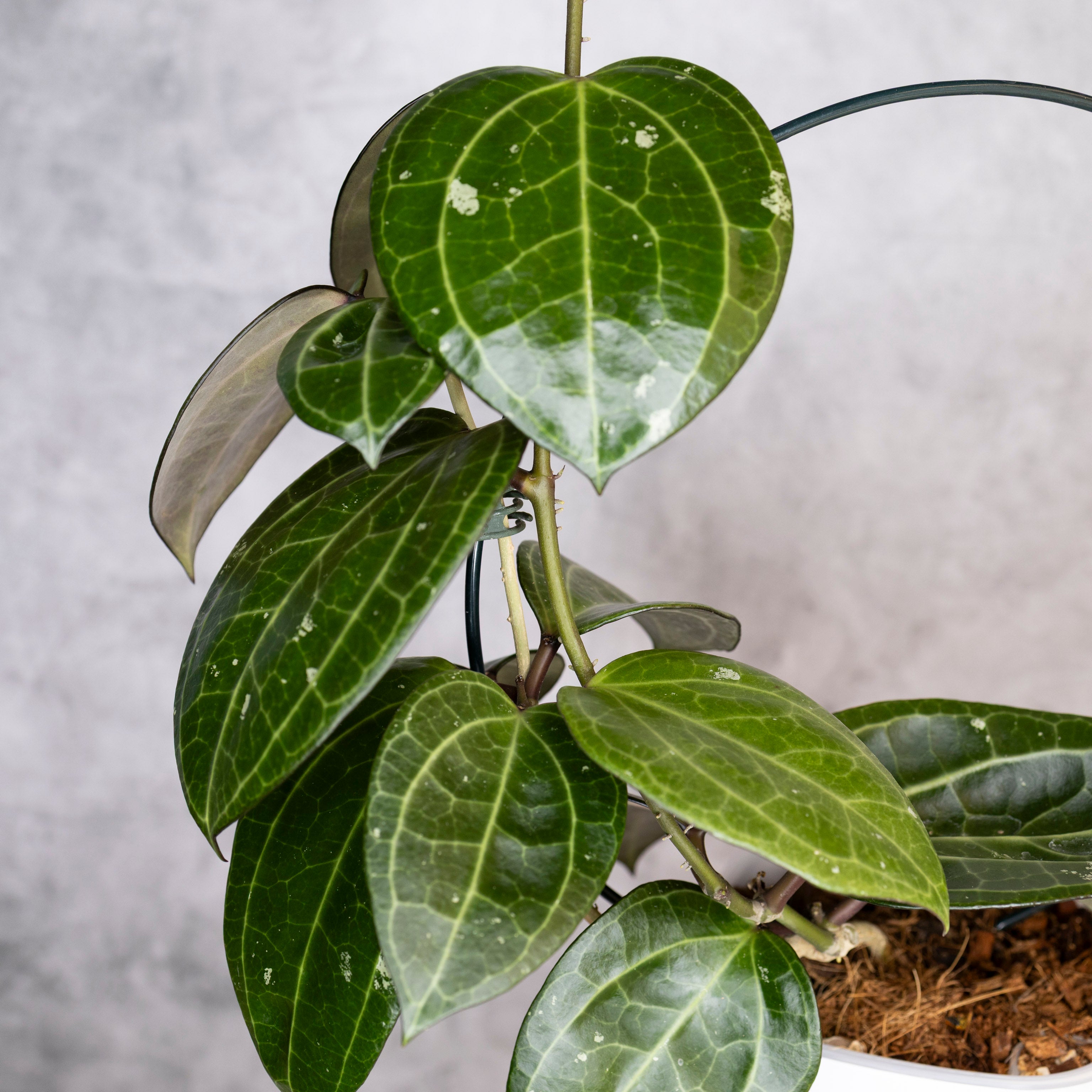 Hoya Latifolia Sarawak, Potted plant with green leaves against a neutral background