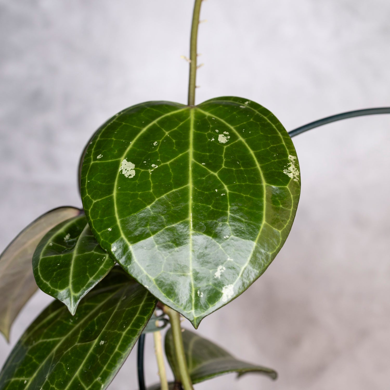 Hoya Latifolia Sarawak, Close-up of a heart-shaped green leaf with a blurred background