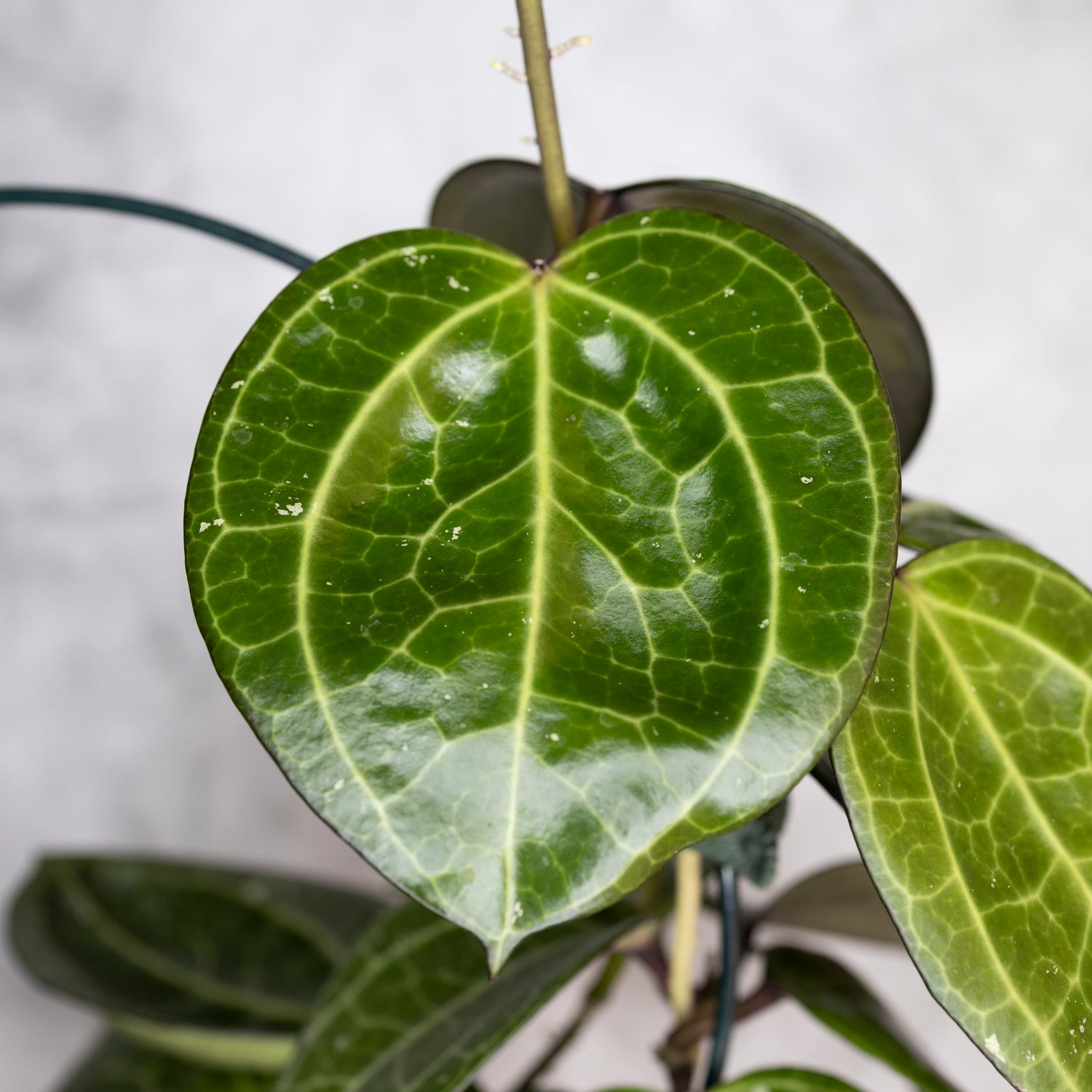 Hoya Latifolia Sarawak, Close-up of a green leaf with a blurred background