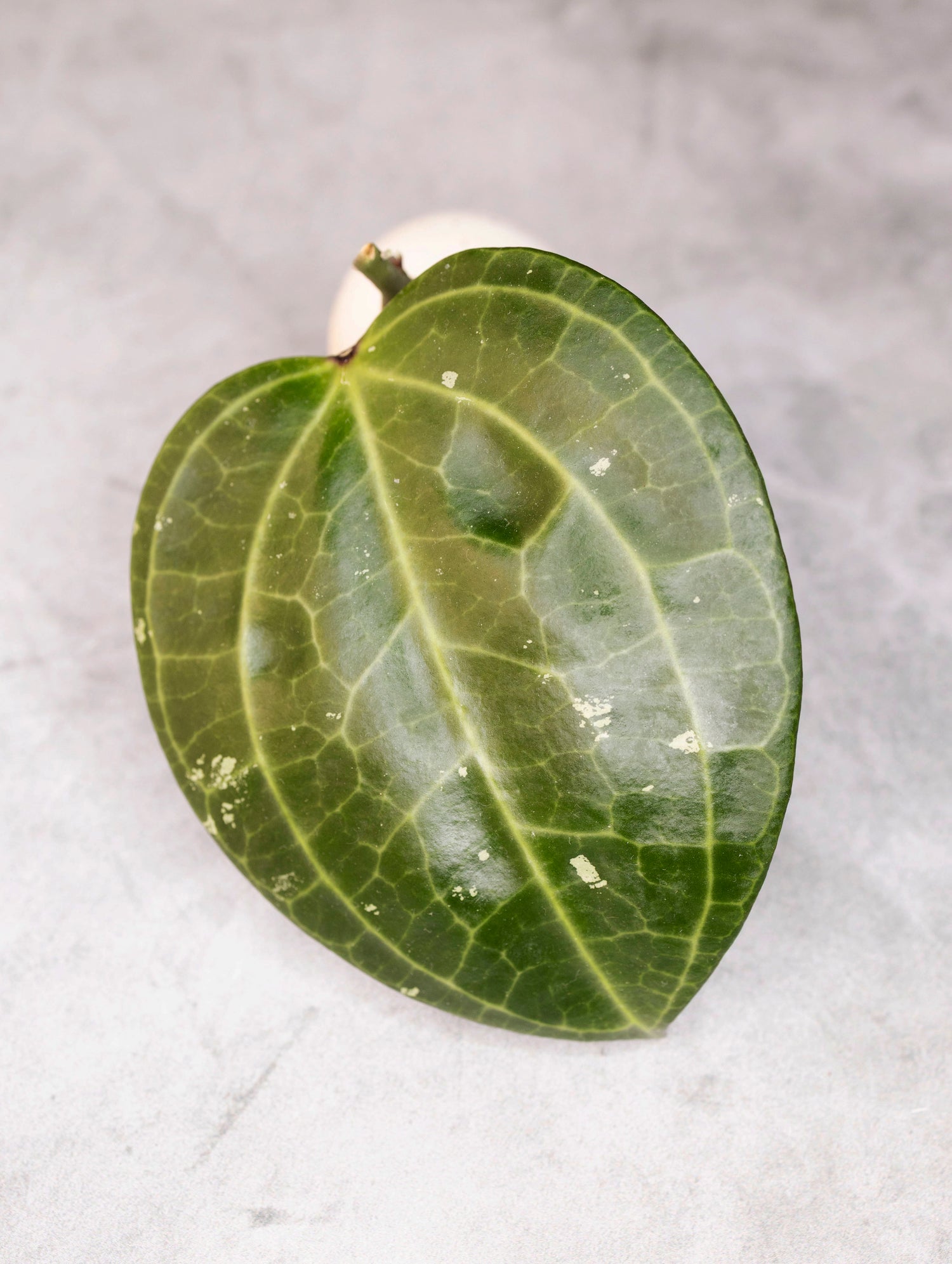 Hoya latifolia (Sarawak)