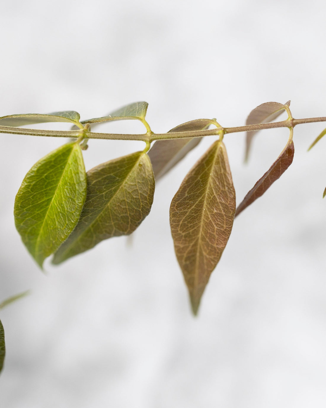 Close-up of a branch with green leaves on a light gray background