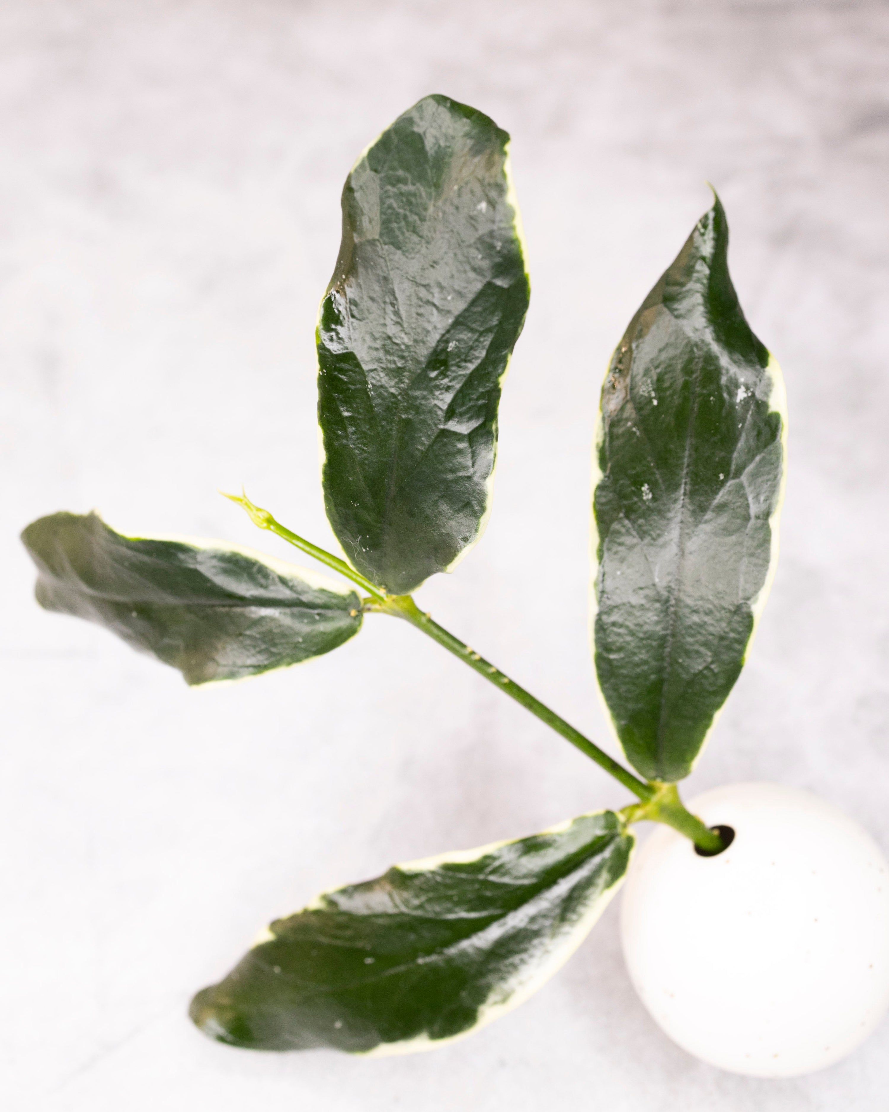 Green leaves on a white background