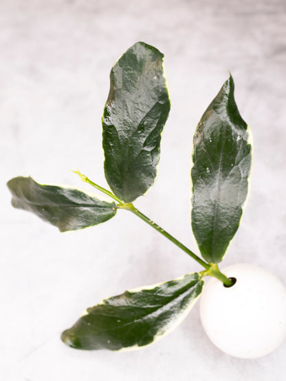 Green leaves on a white background