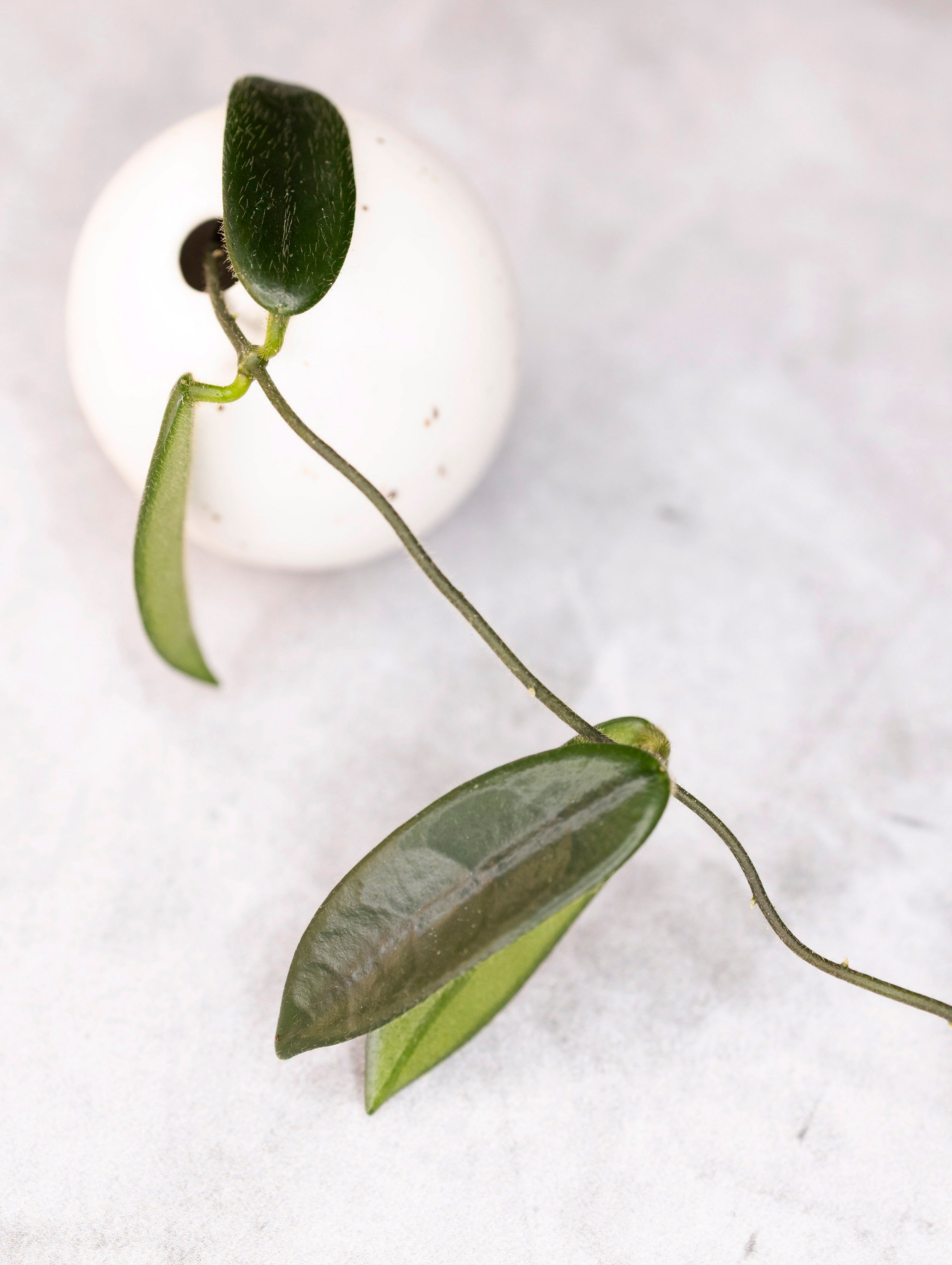 Hanging green plant with a white ball on a light gray background