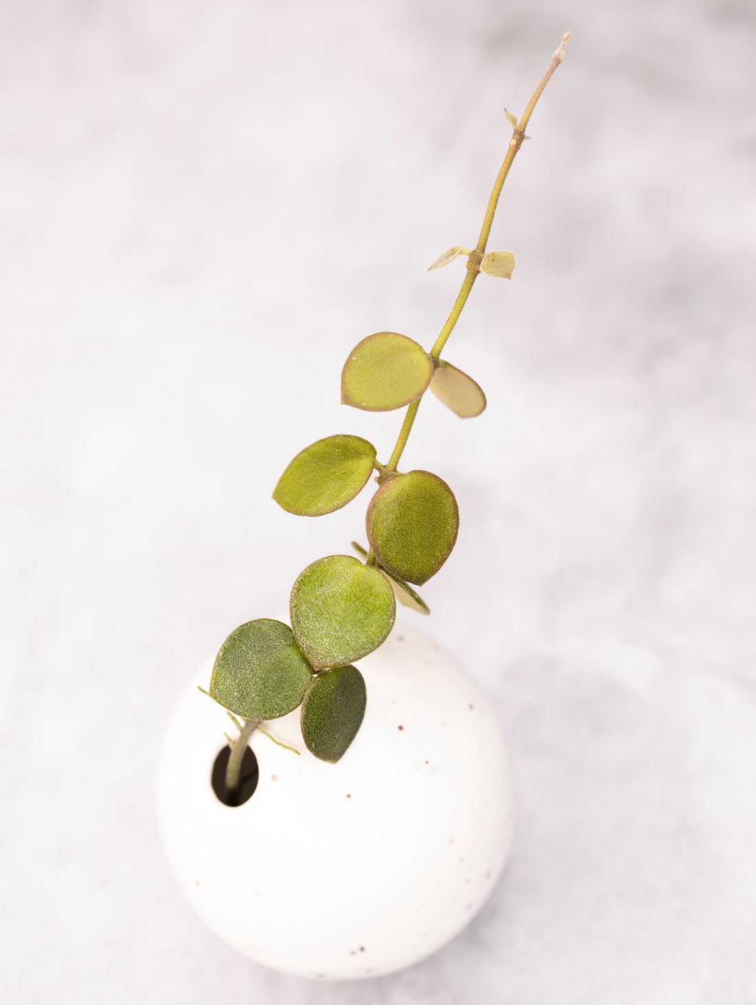 Hoya Mamasa