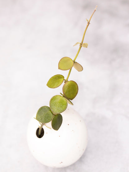 Hoya Mamasa