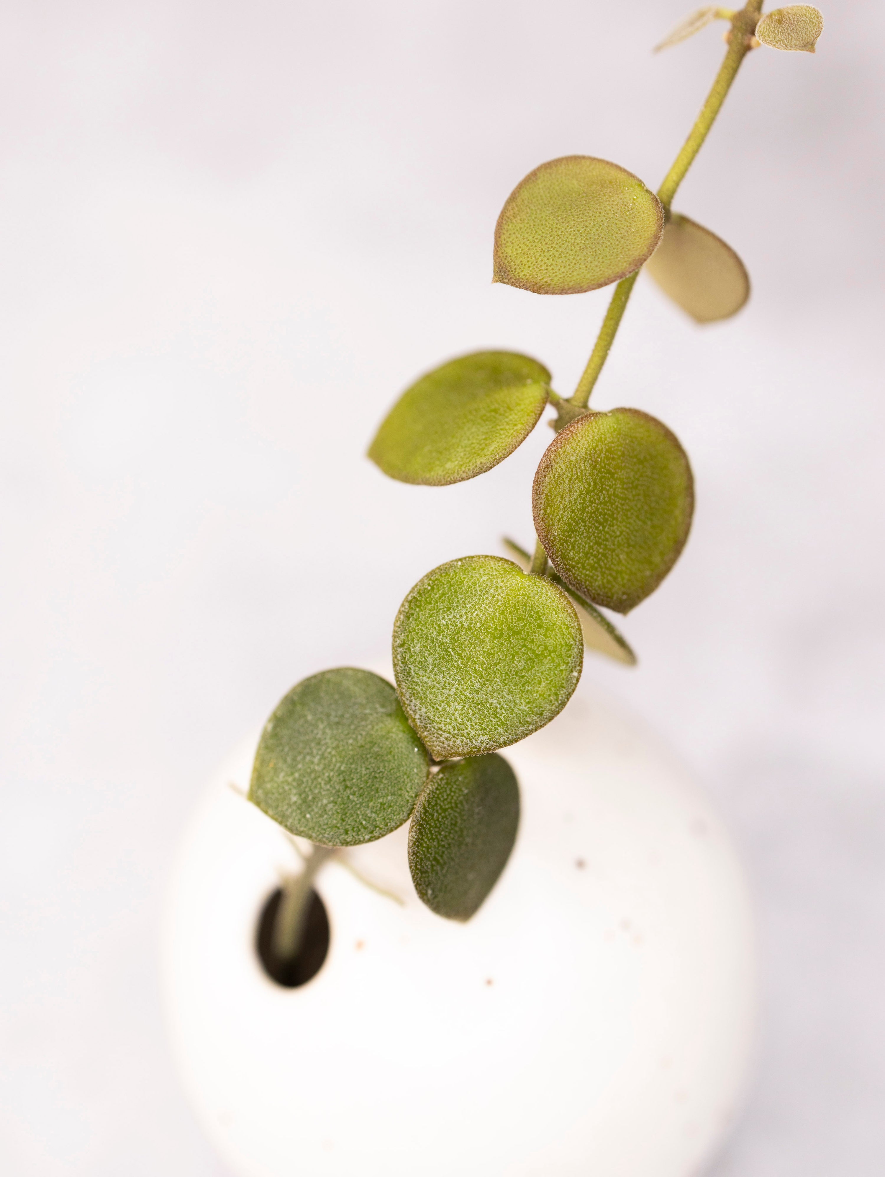 Close-up of a green succulent plant on a white background