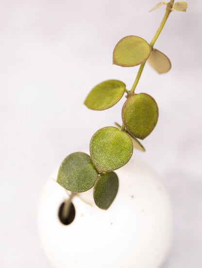 Hoya Mamasa