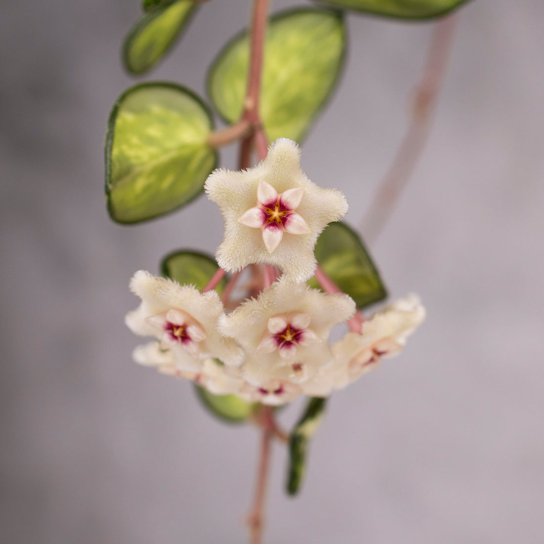 Hoya Mathilde Variegated