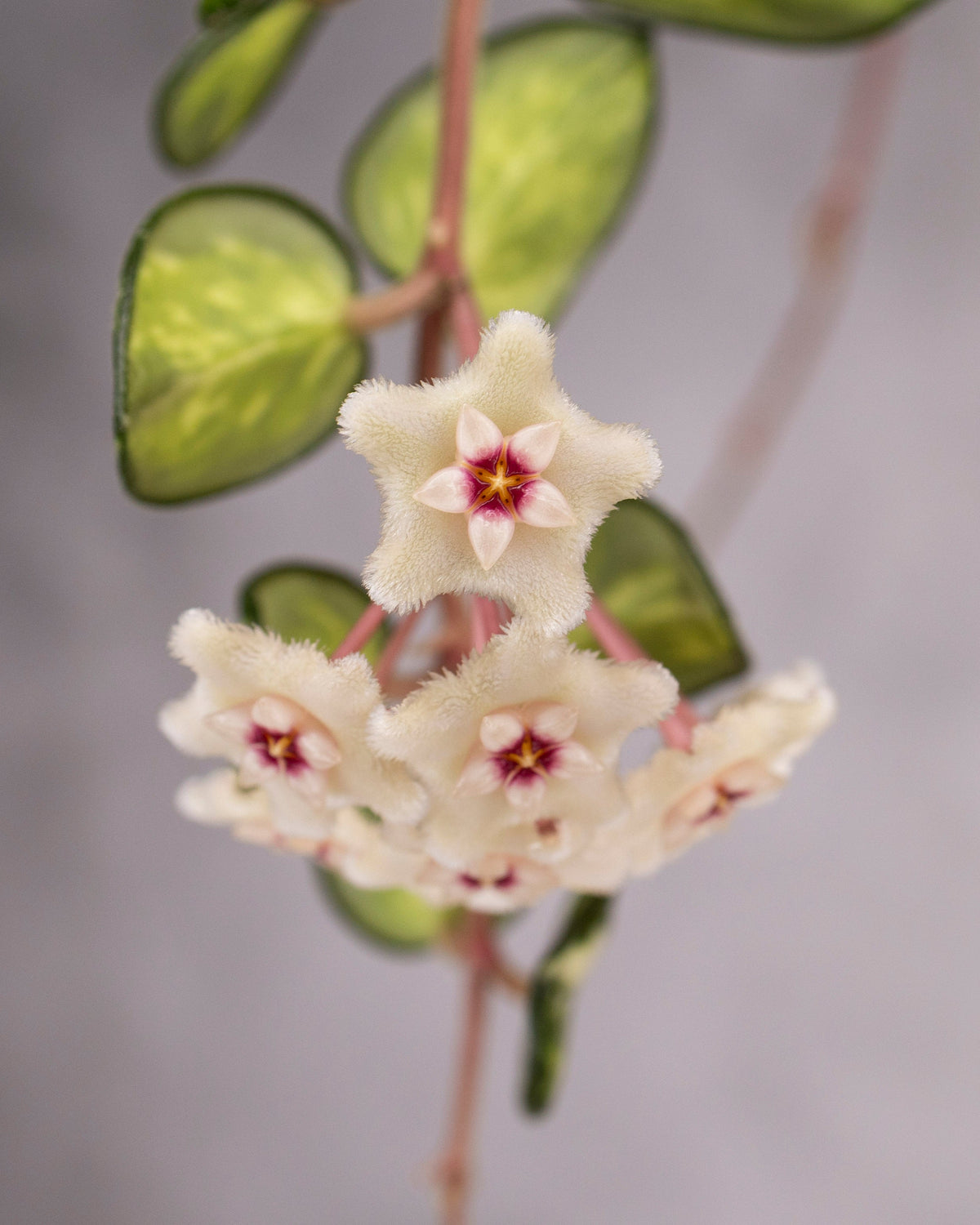 Hoya_Mathilde_Variegated_Bloom 
