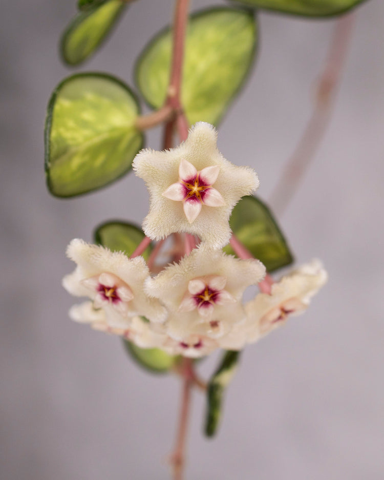 Tiny cutting today - main character Hoya tomorrow. – Hoya Cuttings