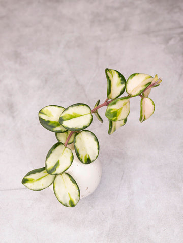 Spotted Mathilde Hoya Cuttings – Hoya Cuttings