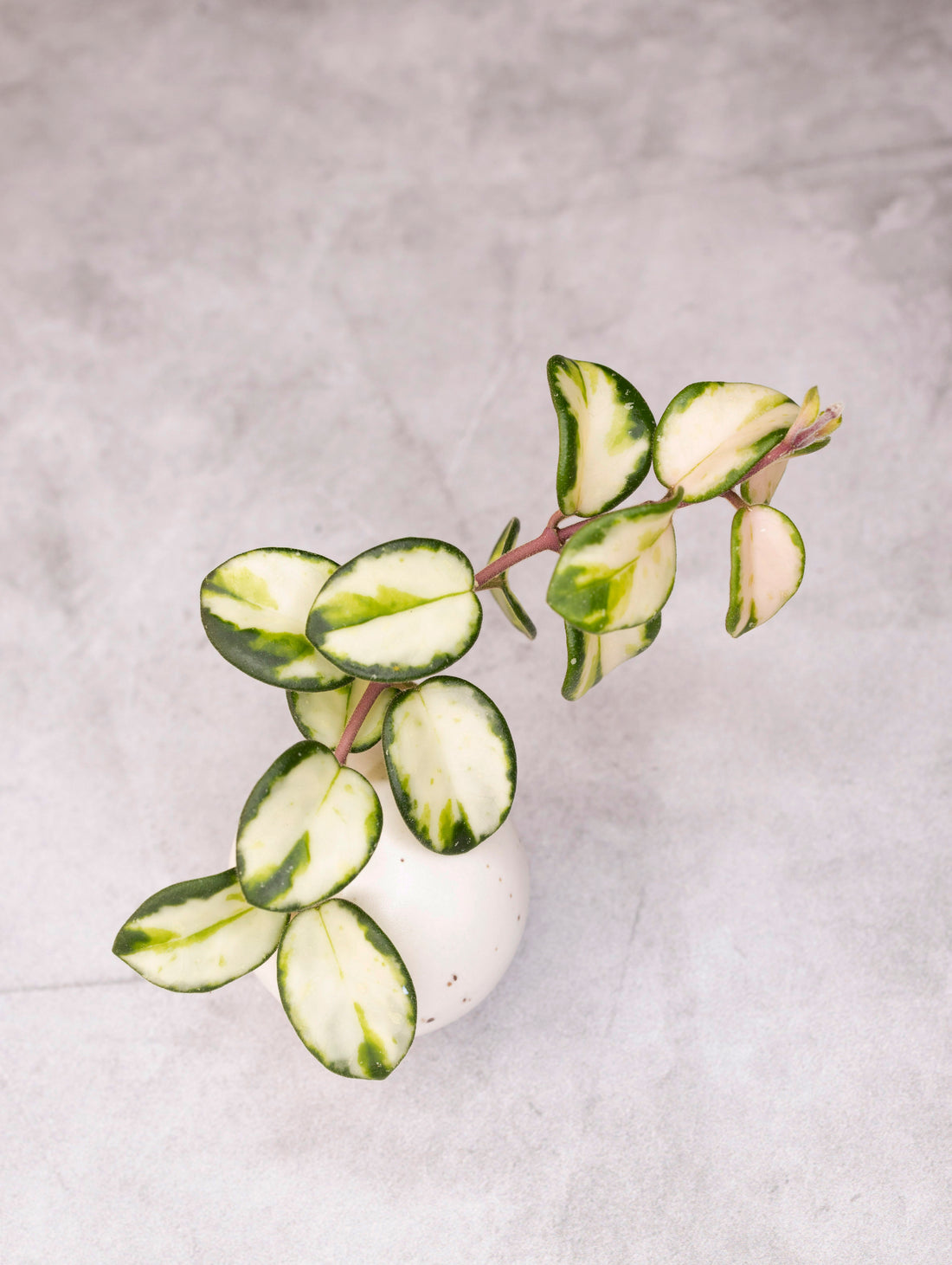 Variegated green and white leaves on a light gray background