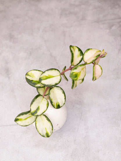 Variegated green and white leaves on a light gray background