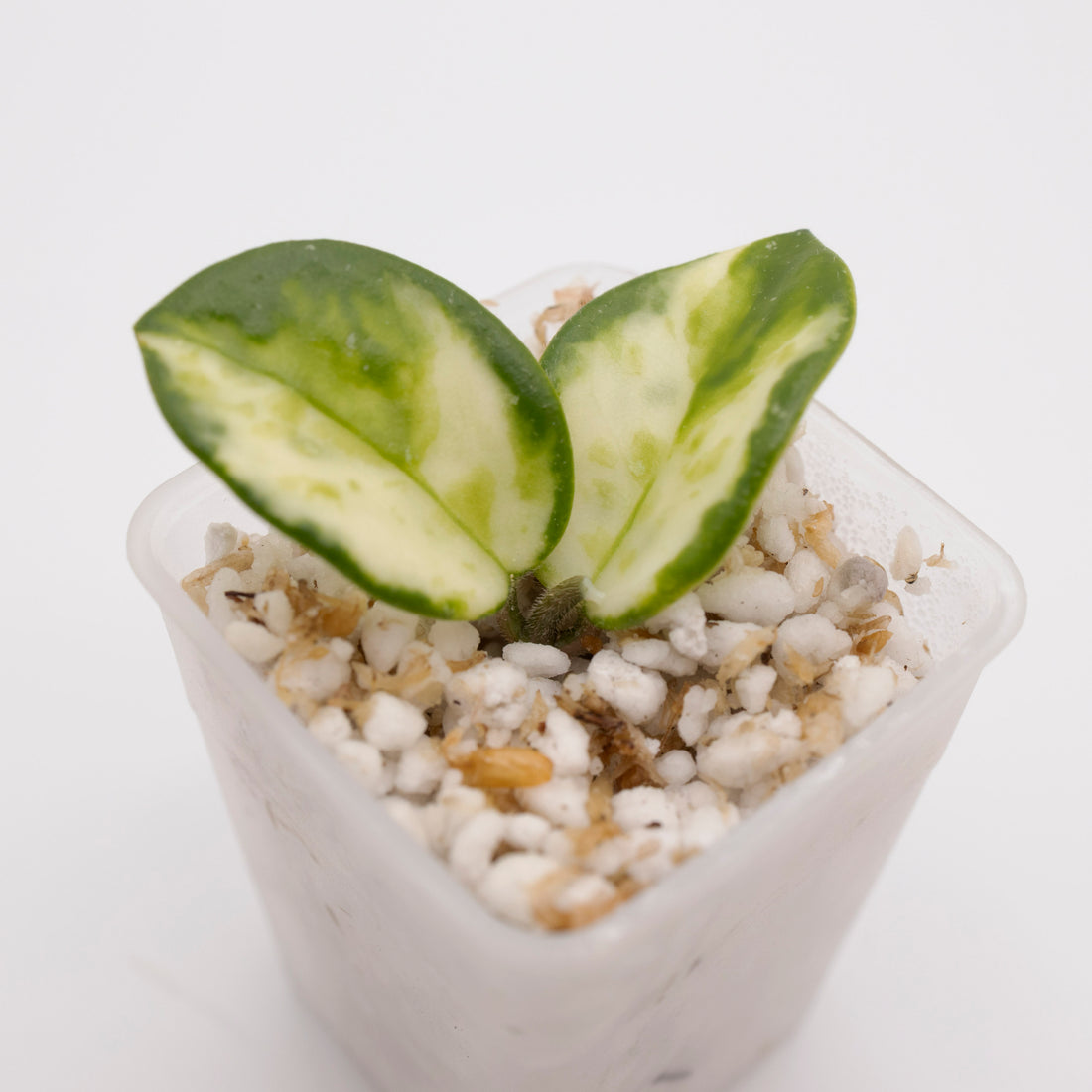 Hoya Mathilde Variegated