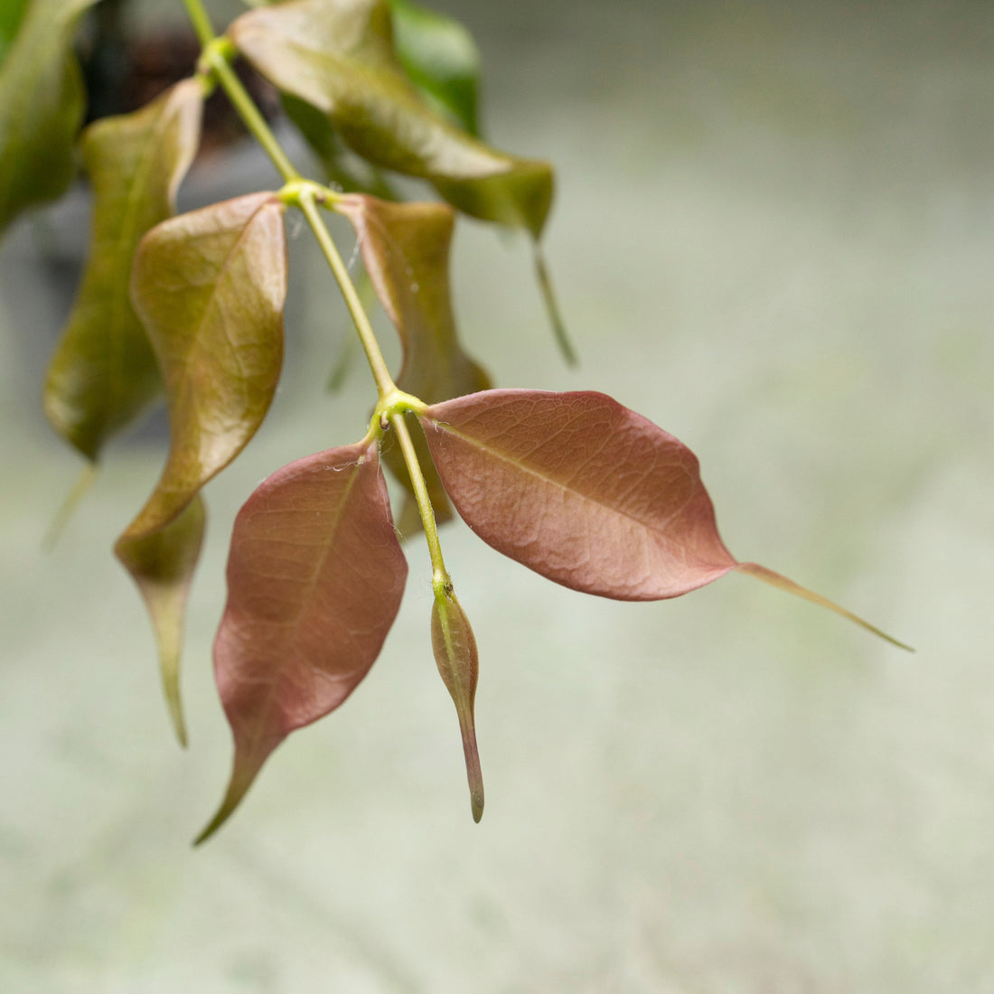 Hoya Medusa