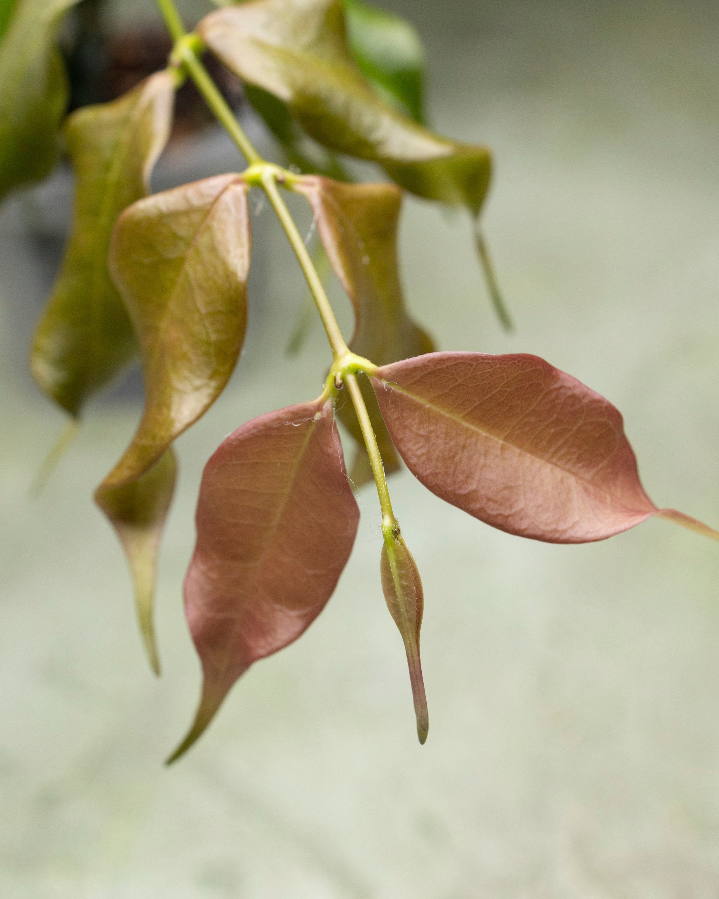 Hoya Medusa