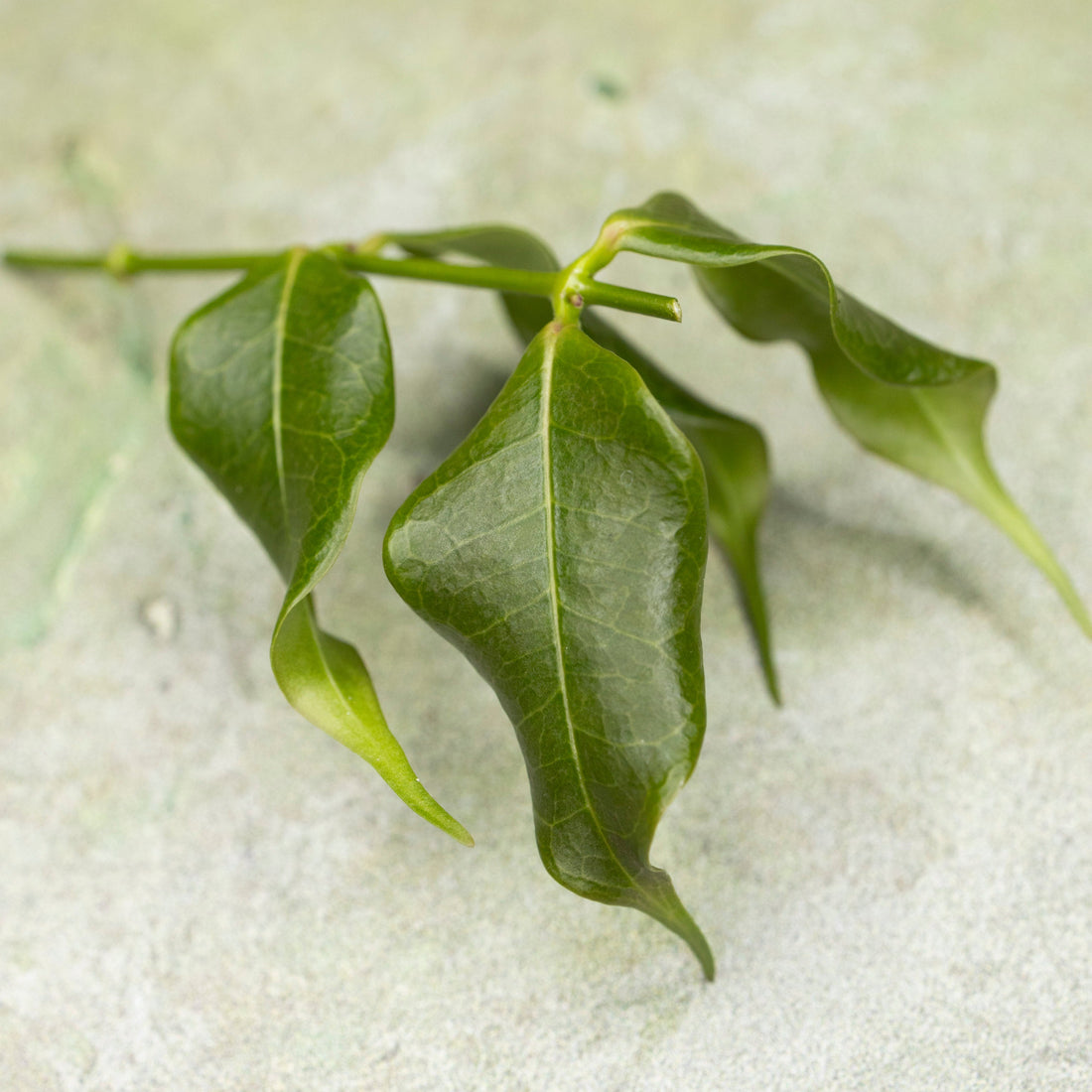 Hoya Medusa