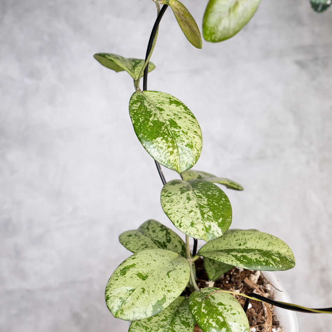 Potted plant with silver and green leaves on a gray background, Hoya Meena