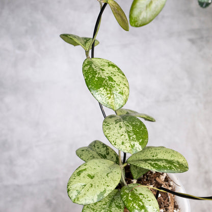 Potted plant with silver and green leaves on a gray background, Hoya Meena