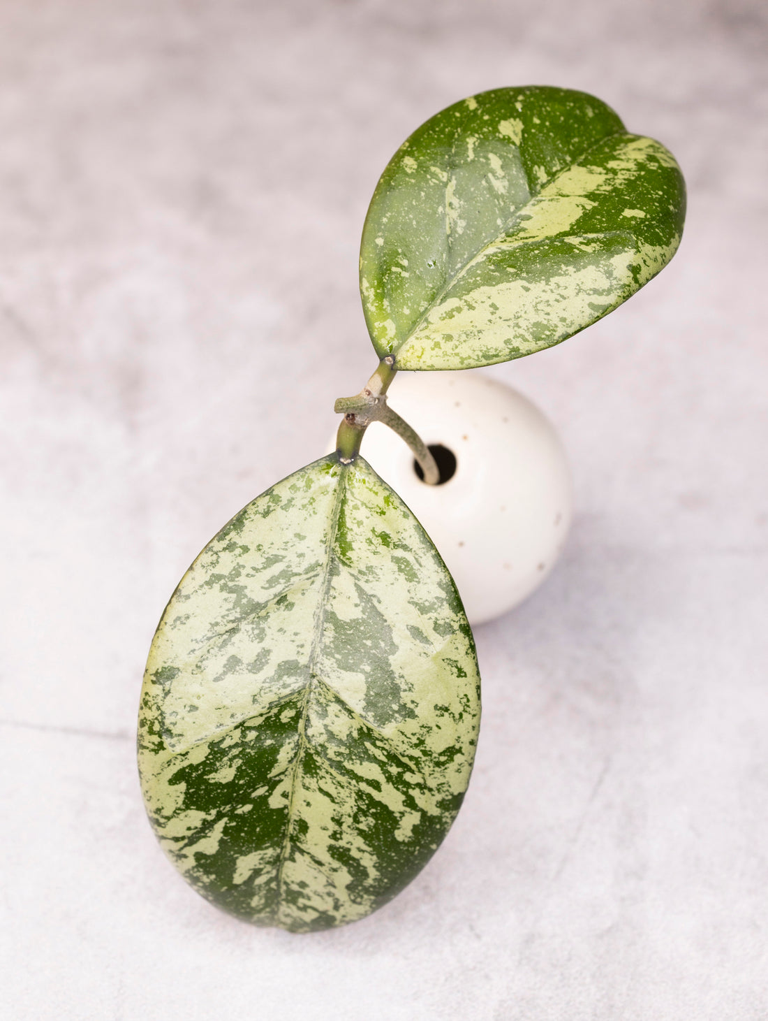 Hoya Meena (crassipetiolata splash X michele splash)