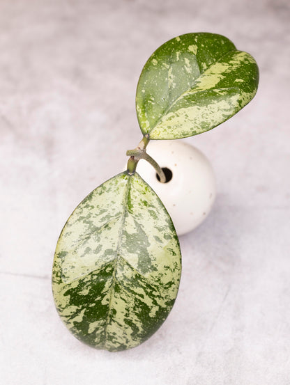 Hoya Meena (crassipetiolata splash X michele splash)