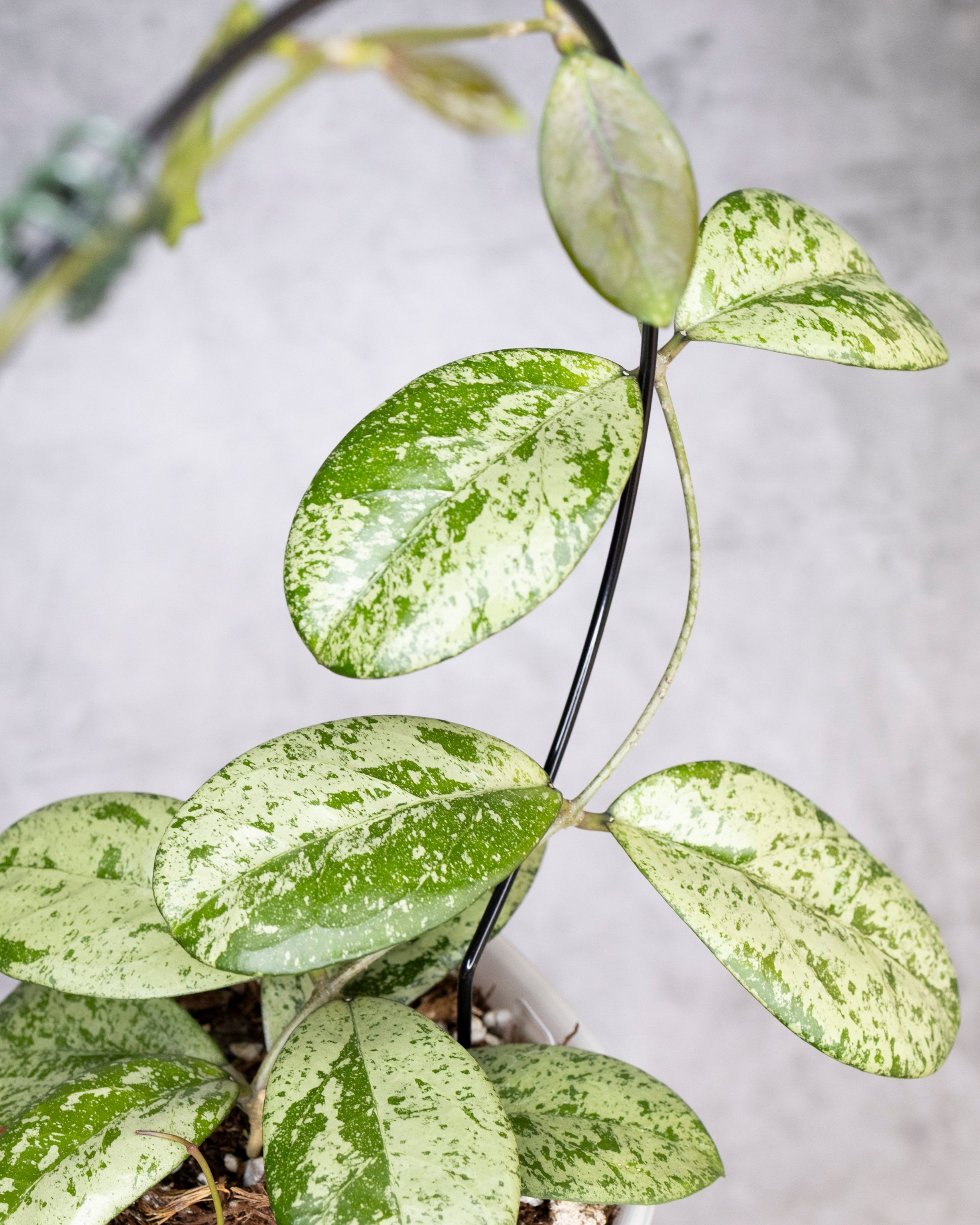 Close-up of a potted plant with green and silver leaves on a gray background, Hoya Meena