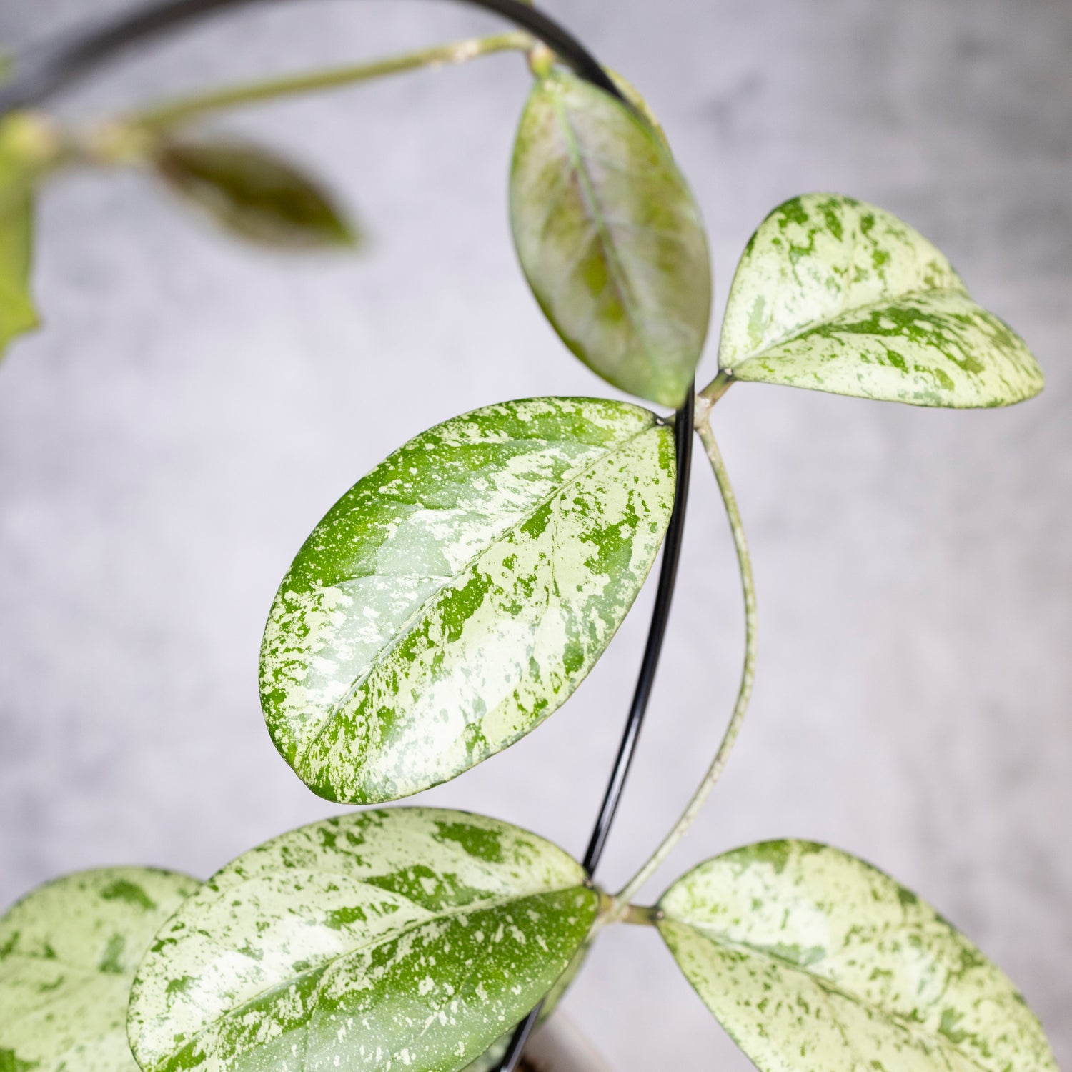 Close-up of a plant with green and silver leaves on a blurred background, Hoya Meena