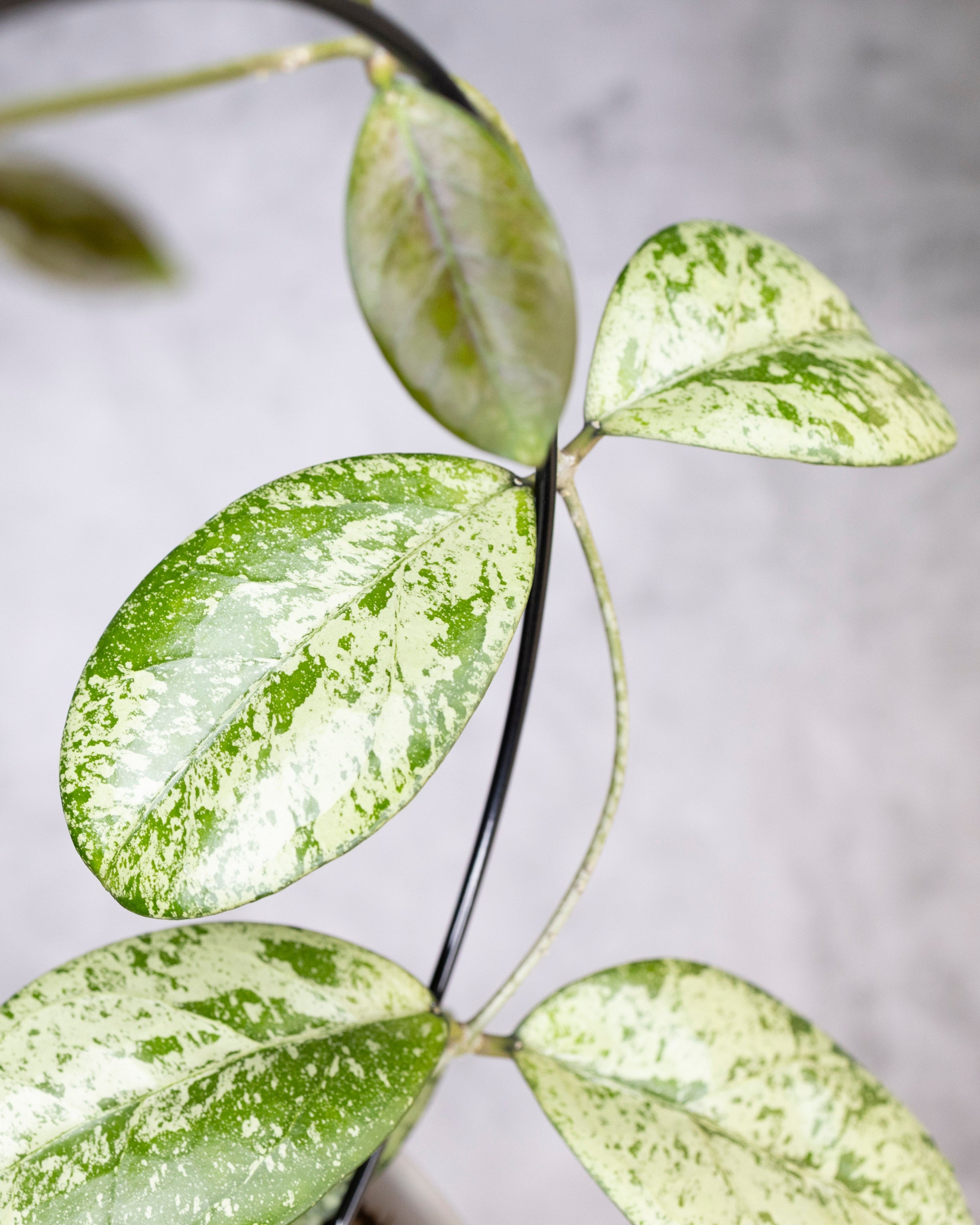Close-up of a plant with green and silver leaves on a blurred background, Hoya Meena