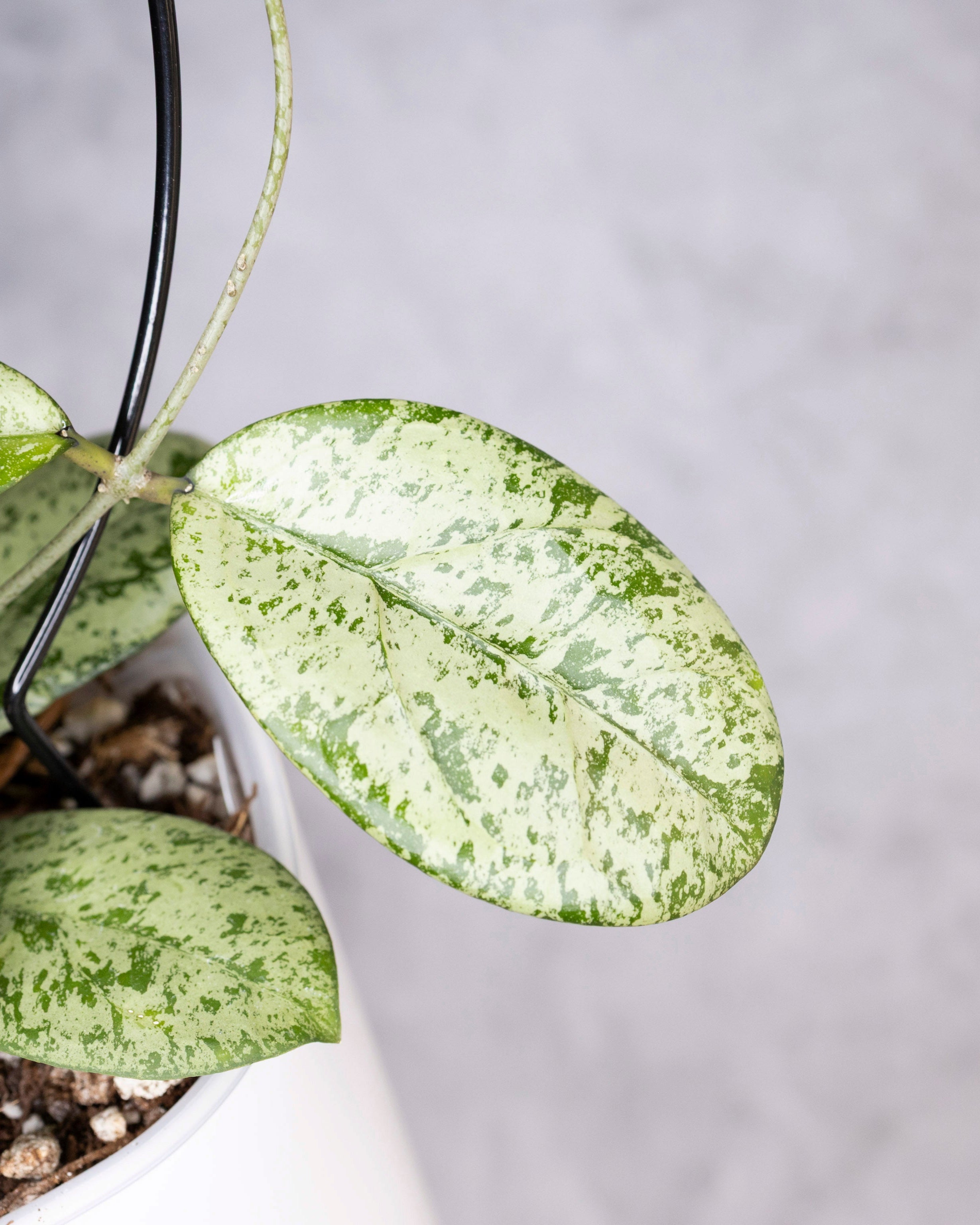 Hoya Meena