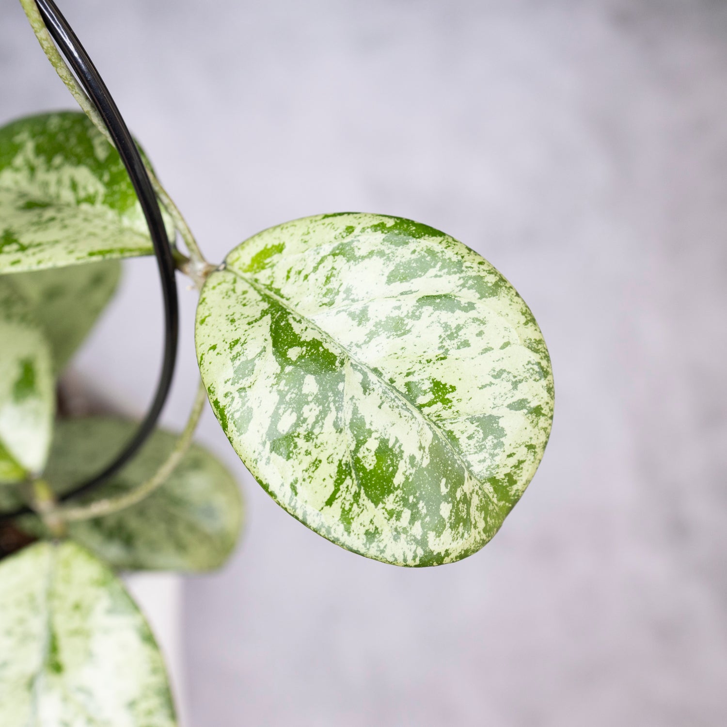 Close-up of a green and silver leaf with a blurred gray background, Hoya Meena