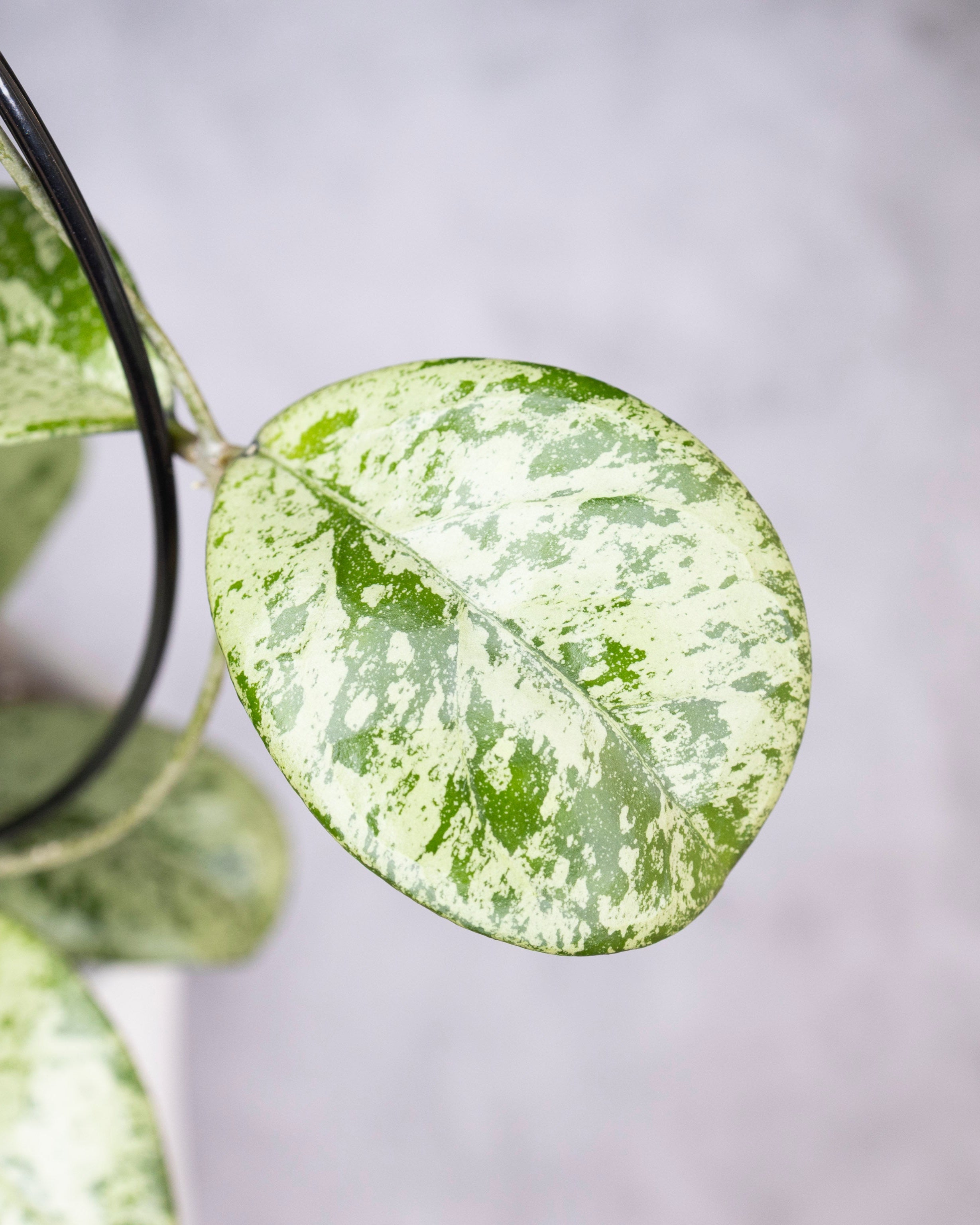 Close-up of a green and silver leaf with a blurred gray background, Hoya Meena