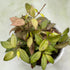 Hoya Microdwarf NS 12-323