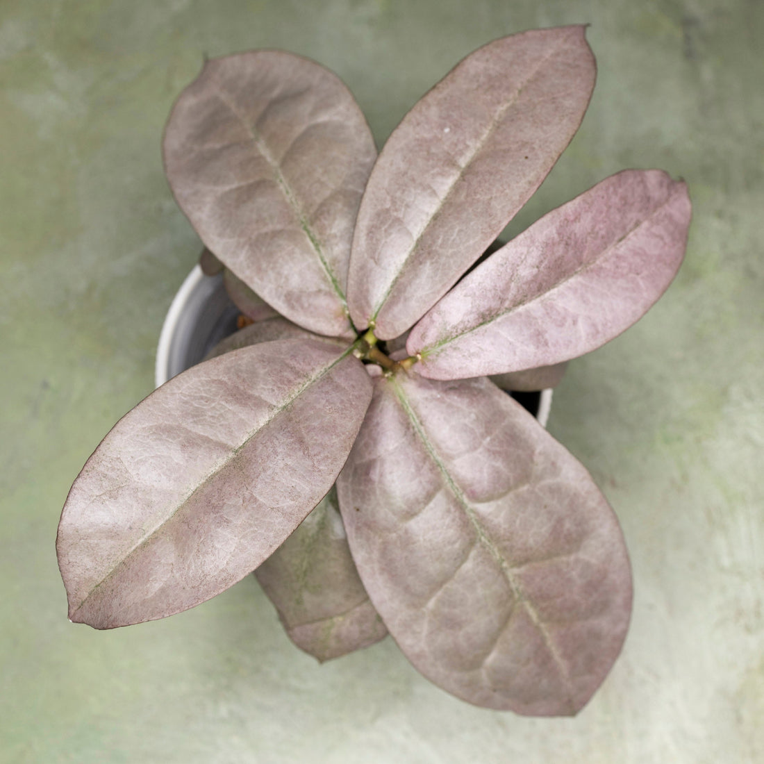 Hoya Mitrata Silver sp Borneo