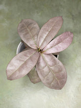 Hoya Mitrata Silver sp Borneo
