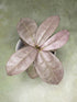 Hoya Mitrata Silver sp Borneo