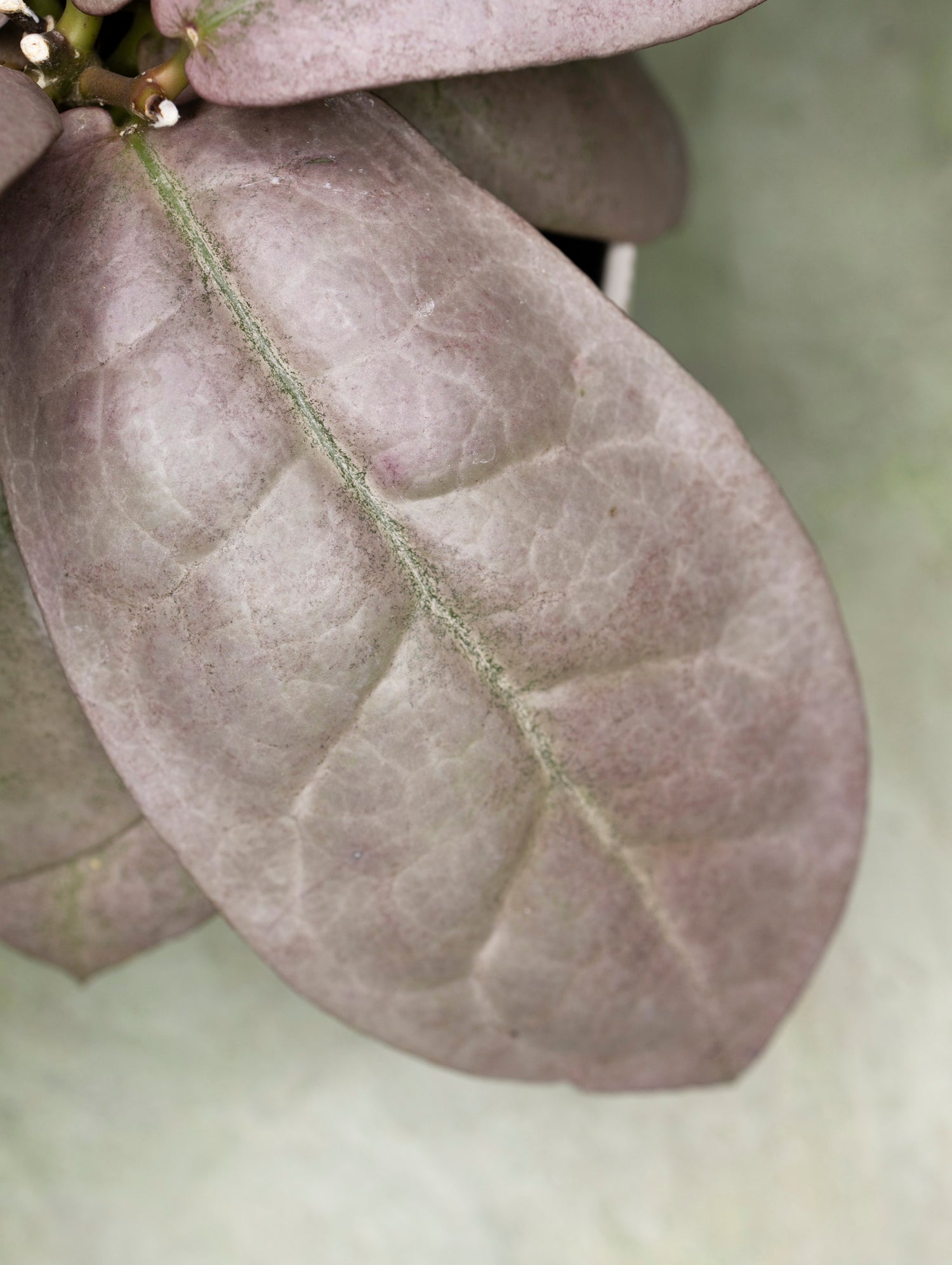 Hoya Mitrata Silver sp Borneo