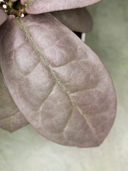 Hoya Mitrata Silver sp Borneo