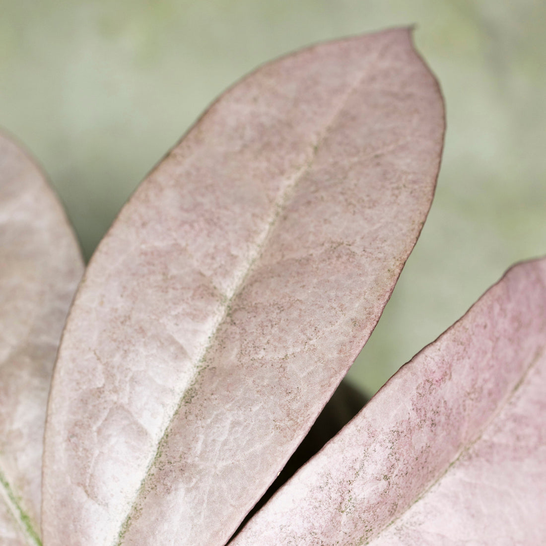 Hoya Mitrata Silver sp Borneo