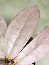 Hoya Mitrata Silver sp Borneo