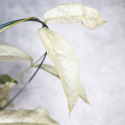 Hoya Mitrata Silver sp Borneo, Close-up of a plant with light-colored leaves on a blurred background