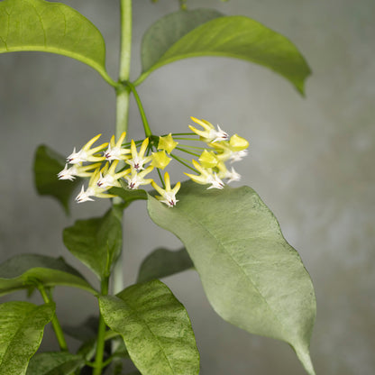 Hoya Multiflora Silver