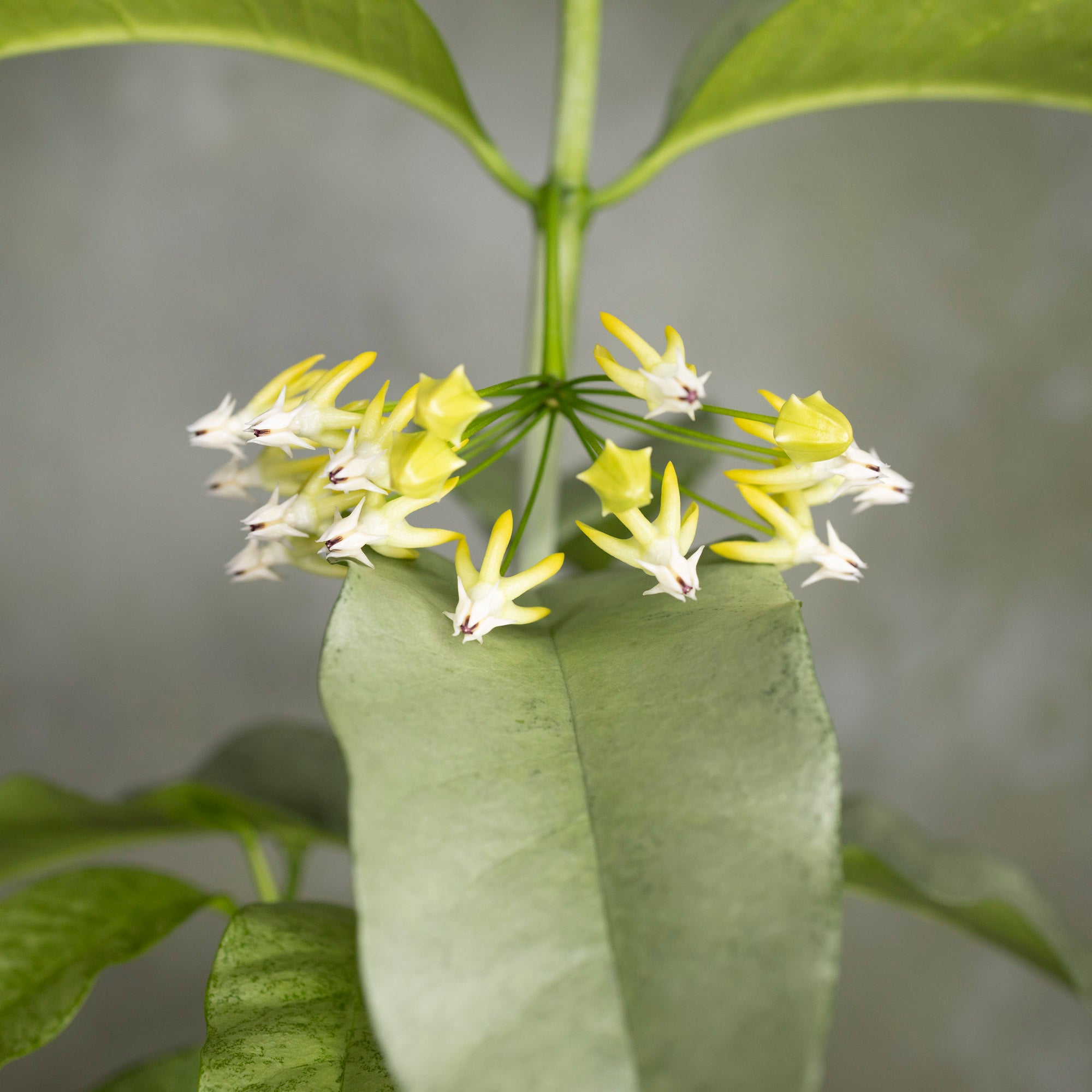 Hoya Multiflora Silver