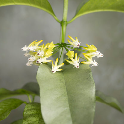 Hoya Multiflora Silver