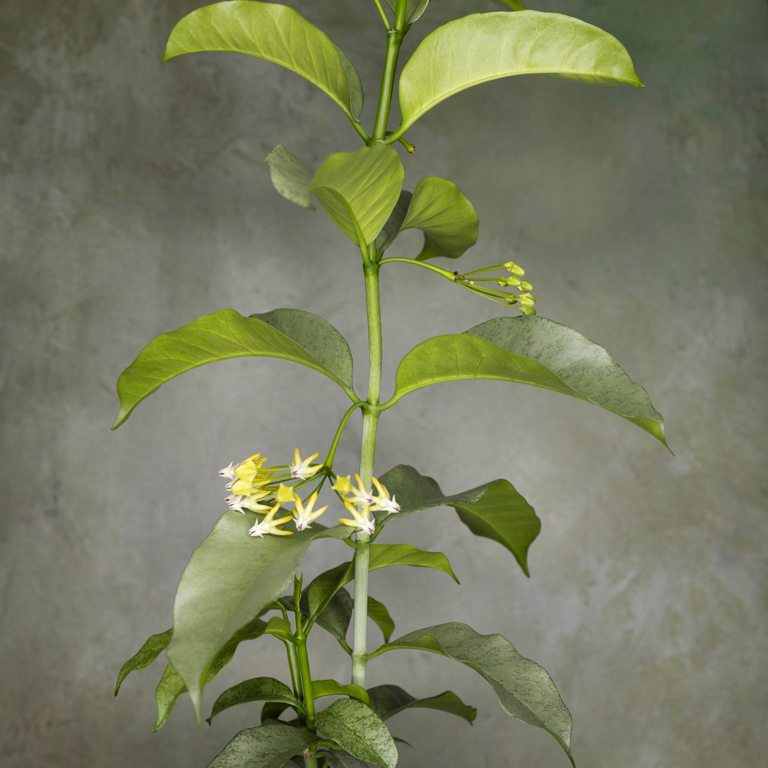 Hoya Multiflora Silver