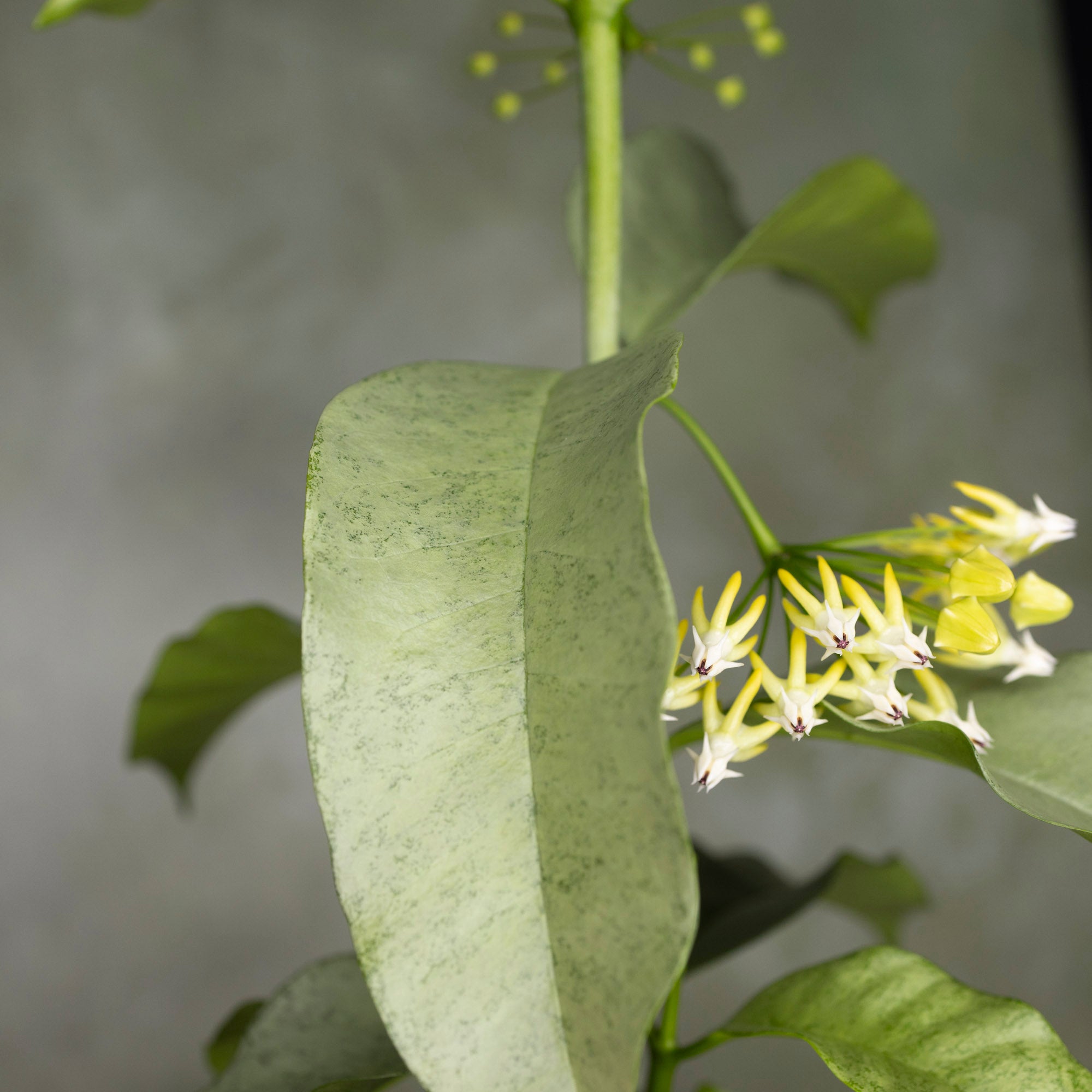 Hoya Multiflora Silver