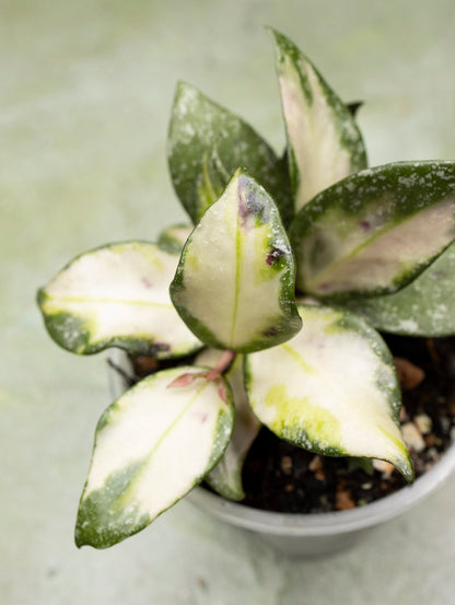 Hoya Nabawanensis Variegated