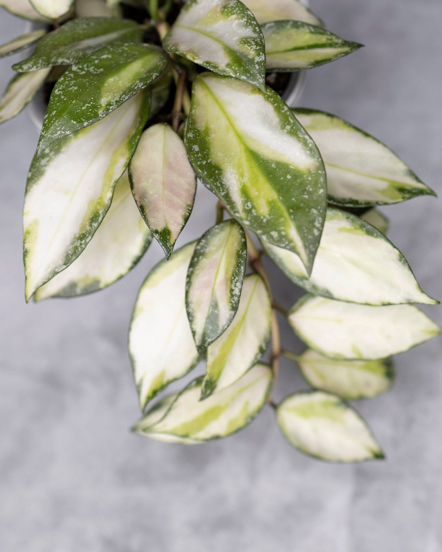 Variegated green and white leaves on a gray background
